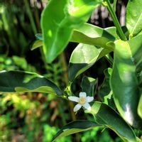 キンカン,キンカン,キンカン,キンカン,きんかんの画像