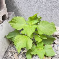 シソ,大葉,ユーカリ,ユーカリ ポポラス,ど根性の画像