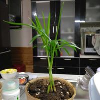 テーブルヤシの画像