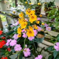 サンパチェンス,オンシジューム,曜白朝顔,ガーデニング,花のある暮らしの画像