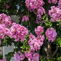 サルスベリ,百日紅,百日紅（サルスベリ),信州大好き⛰️,ピンクの花の画像