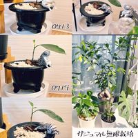 ガジュマル,盆栽,水耕栽培,ミニ盆栽,挿し木の画像