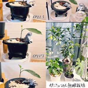 ガジュマル,盆栽,水耕栽培,ミニ盆栽,挿し木の画像