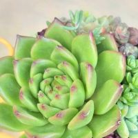 セダム,エケベリア,寄せ植え,多肉植物,多肉植物寄せ植えの画像