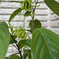 イランイランの画像