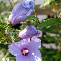 サルビア,ダリア,ムクゲ,バラ 真宙 まそら,夏の花の画像