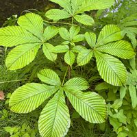 トチノキ,トキワシノブ,クワイ,タチテンモンドウ,アモルファスの画像