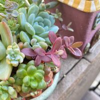 セダム,ファイヤークラッカー,リメイク缶,多肉大好き,寄植えの画像