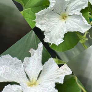 ヒョウタン,ヒョウタンの花,グリーンカーテン,我が家の庭,白い花の画像
