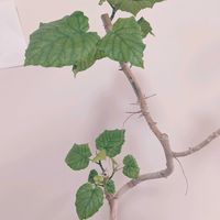 ウンベラータ,フィカス　ウンベラータ,植物のある暮らし,剪定の画像