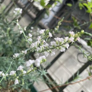 リナリア,ガーデニング,イングリッシュガーデン,ボーダーガーデンの画像