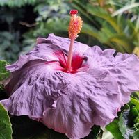 ハイビスカス  デニムブルー,開花,初めまして,スライドショー♪の画像