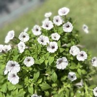 ペチュニア,ガーデニング,マンションの庭,花越,hanaoの画像