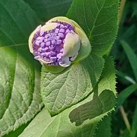 タマアジサイ,金曜日の蕾たちの画像
