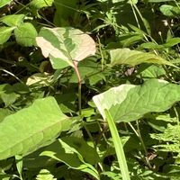 キンラン,クリンソウ,ザゼンソウ,イタドリ,オタカラコウの画像