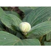 トレニア,ヒマワリ,ユリ,タマアジサイ,玉紫陽花の画像
