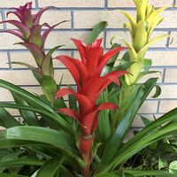 グズマニア,グズマニア,観葉植物,お気に入り,トロピカルの画像