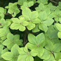 玉紫陽花,シロヤシオ(ゴヨウツツジ),皇室の花,8日は葉っぱの発表会の画像