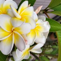 プルメリア,プルメリア,プルメリア レモンサンセット,鉢植え,花のある暮らしの画像