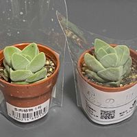 エケベリア,多肉植物,ユーフォルビア,クラッスラ,多肉植物のある暮らしの画像