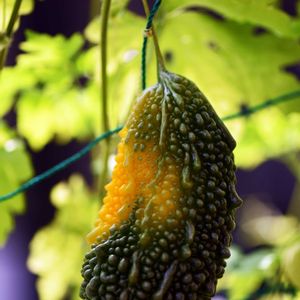 ゴーヤの実,花びら,緑のカーテン,ゴーヤ♫,種まきから育てるの画像