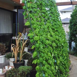緑のカーテン,ゴーヤ♫,種まきから育てる,蕾 つぼみ,支柱立ての画像