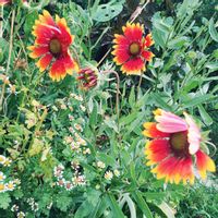ガイラルディア,テンニンギク,癒し,花が好き,狭い庭の画像