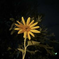 ヒマワリ,ひまわり,観葉植物,ガーデニング,大阪の画像
