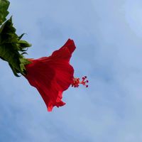 アサガオ,アジサイ,ハイビスカス,ヒマワリ,タカサゴユリの画像