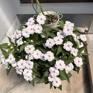 サンパチェンス,サンパチェンス スイートハート,軒下,玄関外,どんどん咲くの画像