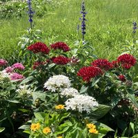 ブルーサルビア,ベニバナ,ペンタス,メランポジウム,ウスベニタチアオイの画像