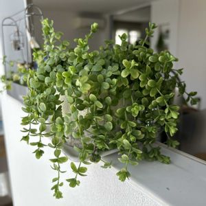 ぺぺロミア,ぺぺロミア デピーナ,観葉植物,可愛い,インテリアグリーンの画像