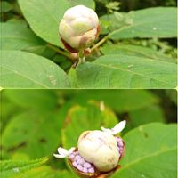タマアジサイ,タマアジサイ,タマアジサイ蕾,落葉低木,お出掛け先の画像