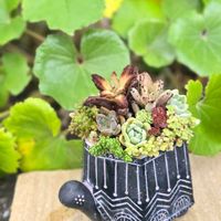 セダム,エケベリア,寄せ植え,多肉植物,多肉植物寄せ植えの画像
