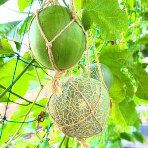 メロン,小玉スイカ,グリーンカーテン,実のなる植物,花のある暮らしの画像