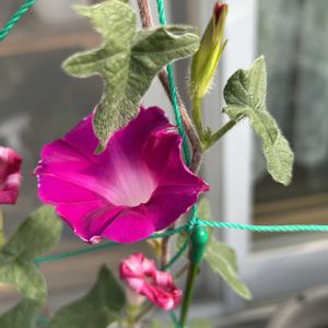 アサガオ,ヤブラン,トウガラシ,鉢植え,緑のカーテンの画像