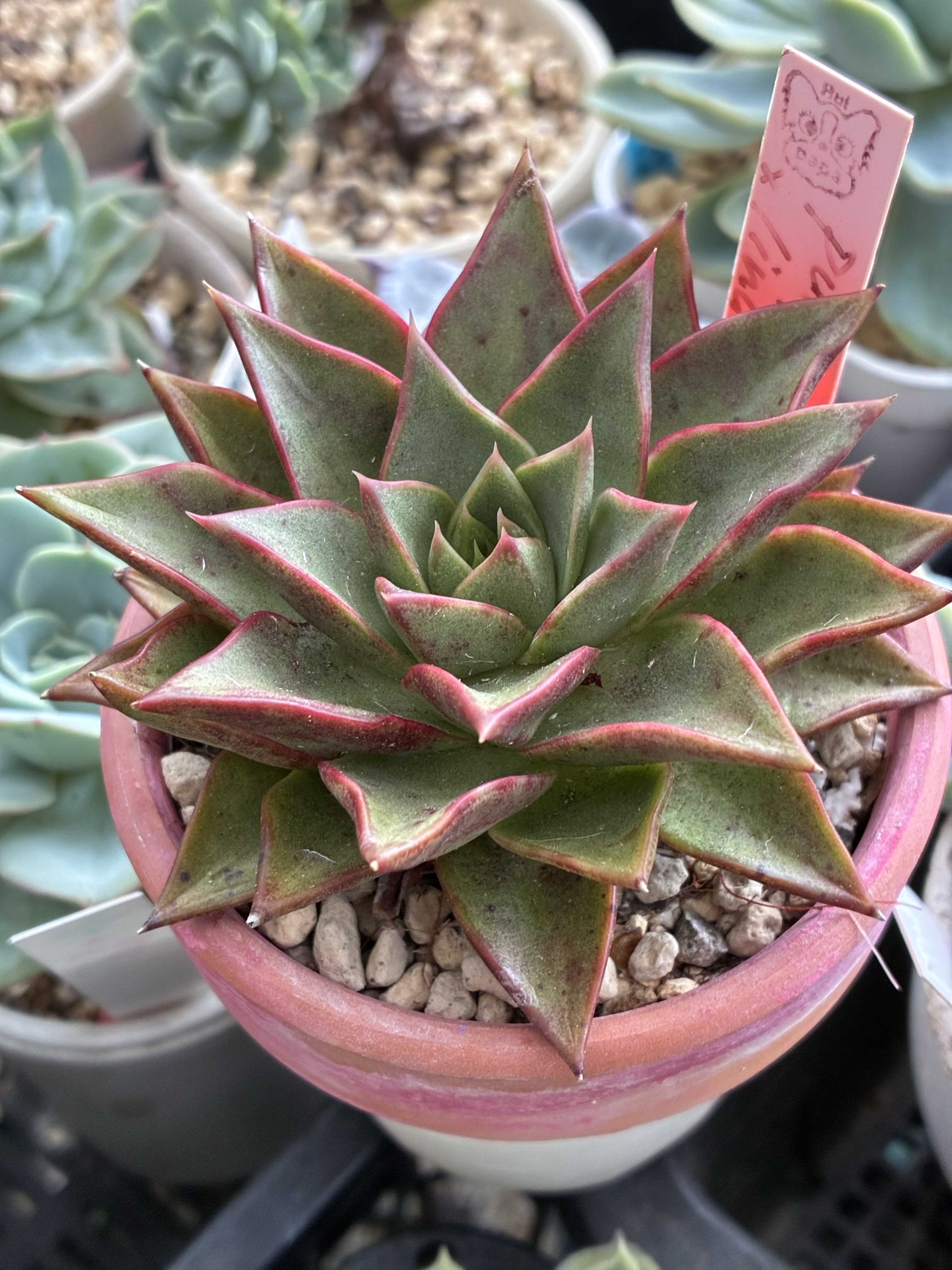 ルイパパさん苗の一覧｜🍀GreenSnap（グリーンスナップ）