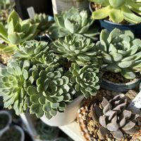 夕波,ビンセントカトー,青鬼,ヴィンセントカトー,紫紺の矢の画像