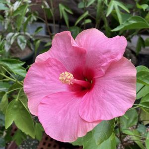 ハイビスカス,多肉植物,塊根植物,コーデックス,花のある暮らしの画像