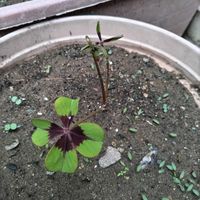 オキザリス・デッペイの画像