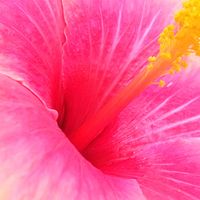ハイビスカス,ハイビスカス ミセスユミ,お花,今日の花,ハイビスカスの花の画像