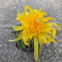 サボテン,花サボテン,黄色の花,さぼてんの花の画像