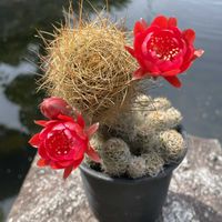 サボテン,ロビビア属　スキリアナ,お花は癒し,花が好き❤,☆携帯撮影☆の画像