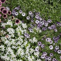 ペチュニア,フェアリースター,ユーフォルビア ダイヤモンドスター,成長記録,サントリー フラワーズの画像