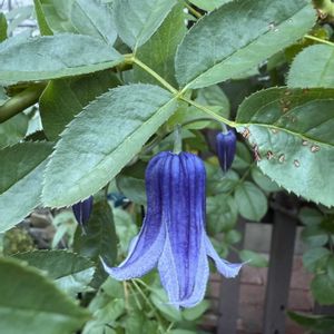 クレマチス ロウグチ,ガーデニング,フロントガーデン,宿根草♪の画像