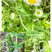 スペアミント,ヒメジョオン,ハーブ,花壇,山野草の画像