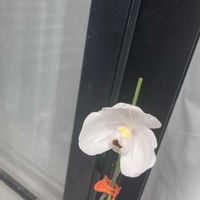 パフィオペディラム,Paph.niveum,お花,洋ランの画像