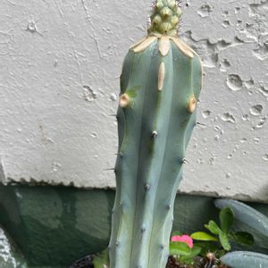 サボテン,兜丸,紅鷹,鯱頭,マクドガリー錦の画像