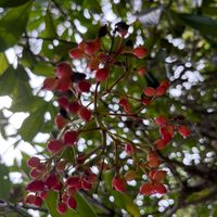 サラサドウダンの画像