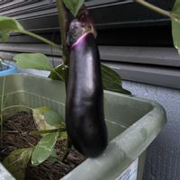 ナス,プランターで家庭菜園の画像